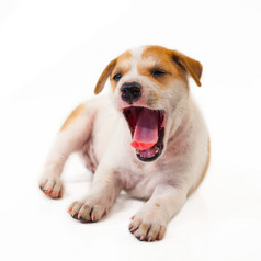 小狗狗显示舌头孤立的白色背景