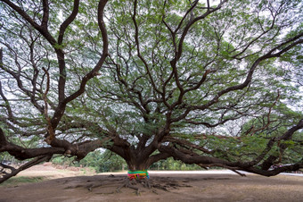 巨大的树与分支北泰国