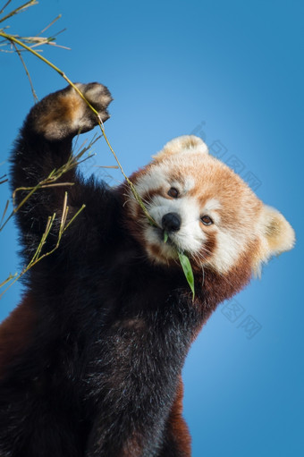 红色的熊猫吃竹子对蓝色的天空