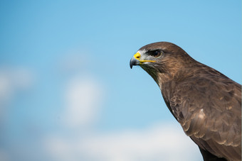 常见的卑鄙的小人buteobuteo