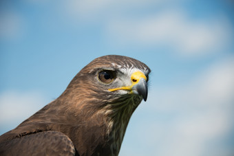 常见的卑鄙的<strong>小人</strong>buteobuteo