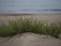 哈代植物日益增长的沙子海滩火鸡
