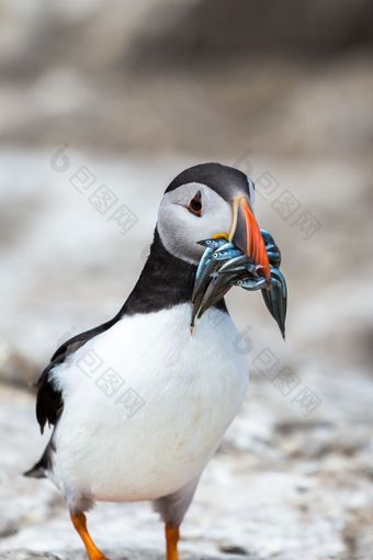 大西洋角嘴海雀Fraterculaarctica的荒野沿海北部