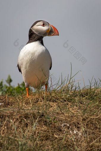 大西洋角嘴海雀Fraterculaarctica的荒野沿海北部