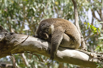 野生考拉状态总计睡眠手臂跛行而且下跌向前的阳光照射的分支口香糖树的姿势这两个有趣的而且迷人的位置澳大利亚rsquo角奥特韦维多利亚