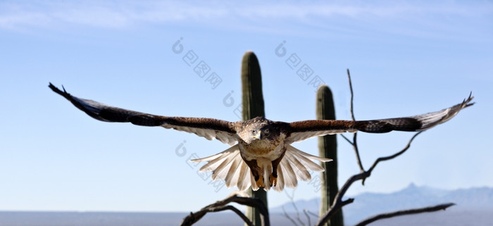 优雅的含铁的鹰飞跃成飞行美国rsquo西南在免费的飞行亚利桑那州声沙漠博物馆