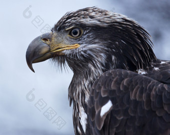 强大的金鹰的野生沿着的银行的奇尔卡特人河海恩斯阿拉斯加金鹰国家鸟墨西哥