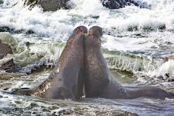 两个牛北部大象海豹波纹管和战斗太平洋海洋冲浪位置石头布兰卡斯大象密封<strong>假山</strong>附近三西缅和威尔士加州