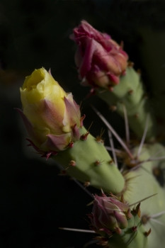 两个味蕾多刺的梨仙人掌对黑暗影子花朵是不同的发展阶段位置仙人掌国家公园图森亚利桑那州