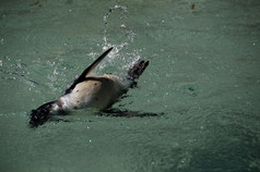 游泳企鹅溅水为点心