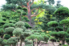 花园景观修剪成形的灌木极大地设计公园