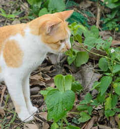 猫的花园