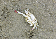 死蟹海滩