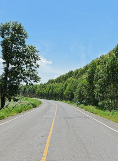 农村路与桉树树