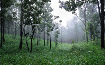 龙脑香科树森林多雾的早....泰国