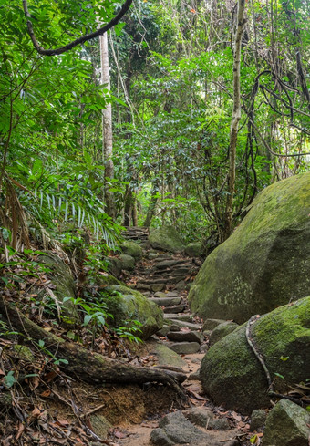 徒步旅行小道通过热带雨林泰国