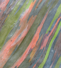 色彩斑斓的摘要模式桉树deglupta树树皮
