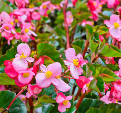 粉红色的秋海棠属植物开花