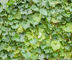 绿色离开的角度丝瓜植物丝瓜acutangula