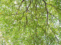 绿色叶子背景Alstonia学者树