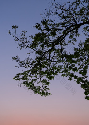 树分支轮廓《暮光之城》天空背景