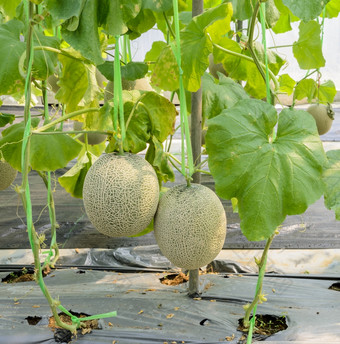 瓜哈密瓜蜜汁水果它的树