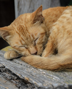 棕色（的）猫睡觉木椅子
