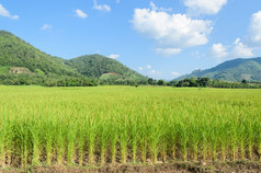 景观绿色大米场与山背景泰国