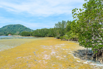 藻布鲁姆热带海洋和红树林森林泰国