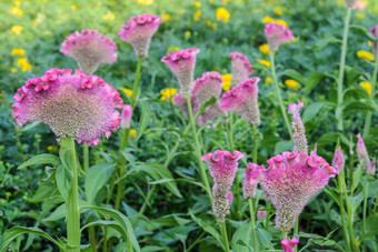 粉红色的<strong>鸡冠花</strong>Celosia的花的花园