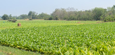 烟草植物日益增长的场泰国