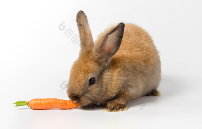 棕色（的）可爱的兔子兔子蹲和吃新鲜的婴儿胡萝卜白色背景