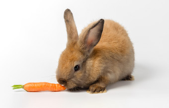 棕色（的）可爱的<strong>兔子兔子</strong>蹲和吃新鲜的婴儿<strong>胡萝卜</strong>白色背景