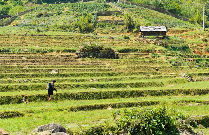 农民工作大米字段萨帕越南