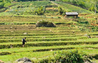 农民工作大米字段萨帕越南