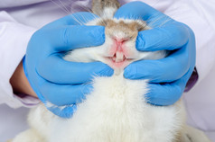 兽医手与蓝色的手套检查检查牙齿和口香糖白色兔子