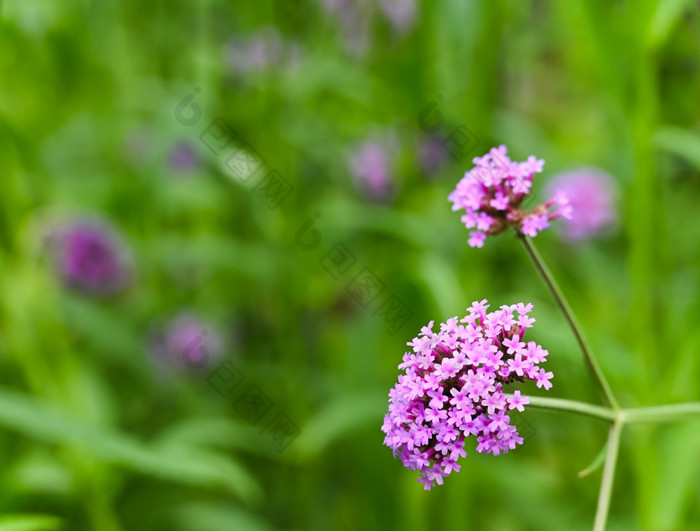 马鞭草属博纳里恩西斯花与绿色模糊的背景的花花园这花植物也已知的purpletop马鞭草clustertop马鞭草阿根廷马鞭草高马鞭草属漂亮的马鞭草属