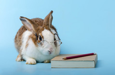 可爱的兔子与眼镜坐着旁边的棕色（的）书蓝色的背景兔子研究和阅读书教育概念