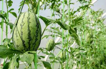 西瓜种植园温室与生热带水果