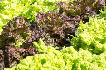 生菜品种想知道的四个季节而且黑色的播种辛普森的有机蔬菜花园格罗滕霍夫酒店莱德申丹荷兰