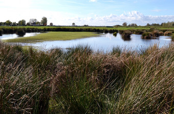 <strong>湿地</strong>自然储备的<strong>绿色</strong>鸡场附近的Nieuwkoopse空间自然纪念碑附近的村北的荷兰