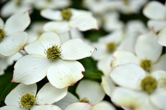 东部开花山<strong>茱萸</strong>山 <strong>茱萸</strong>福尔斯霍滕荷兰