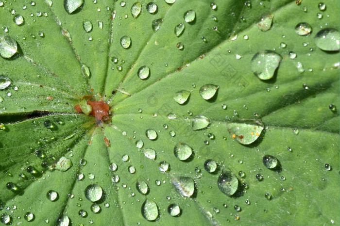 阿尔切米拉莫利斯植物