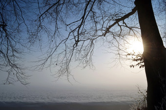 树多雾的冬天景观房地产Horsten瓦森纳荷兰