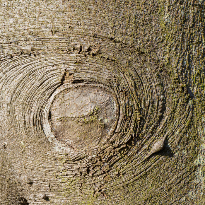 山毛榉树树皮图片