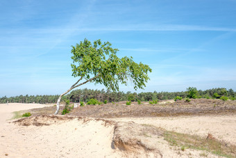 漂<strong>流沙</strong>子自然储备莫塞尔斯zand与桦木树卡卢纳的Veluwe的荷兰