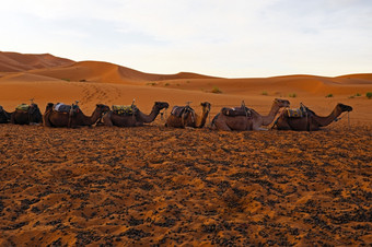 骆驼的非常切比沙漠摩洛哥非洲
