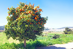树完整的橙子春天时间