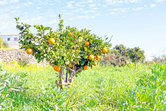 橙色格罗夫的农村从葡萄牙