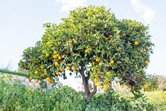橙色树的农村从葡萄牙